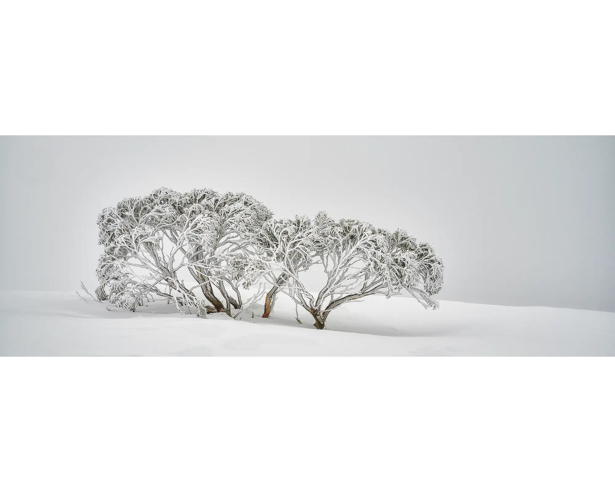 Snow Gum covered in snow at Mount Hotham.