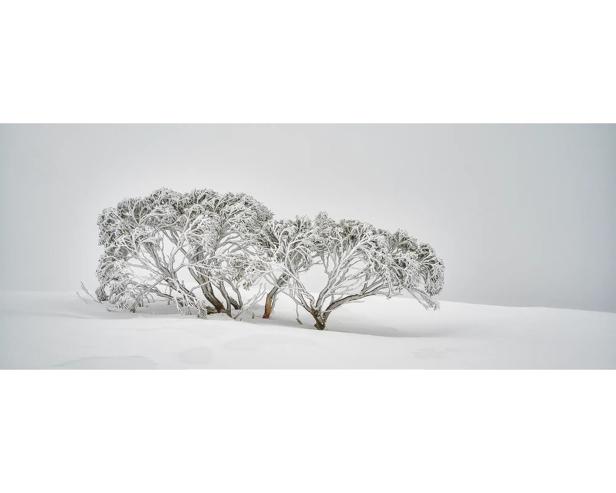 Snow Gum covered in snow, surrounded by fog, on Mount Hotham.