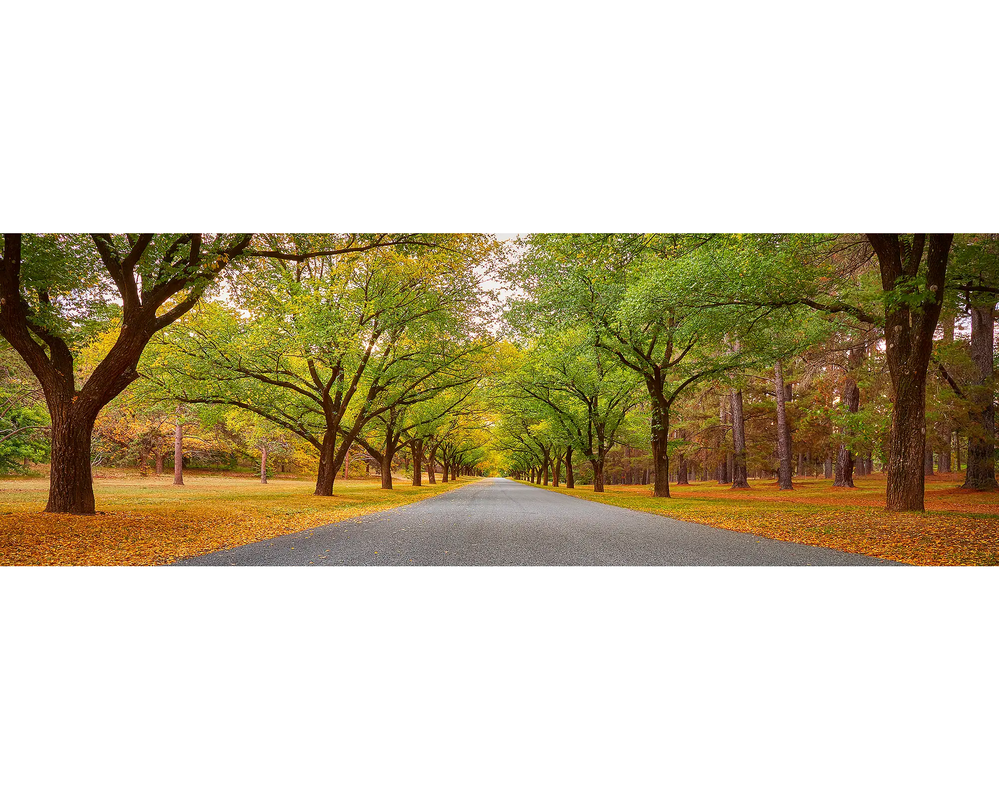 Autumn Drive - Governor General's driveway, Canberra