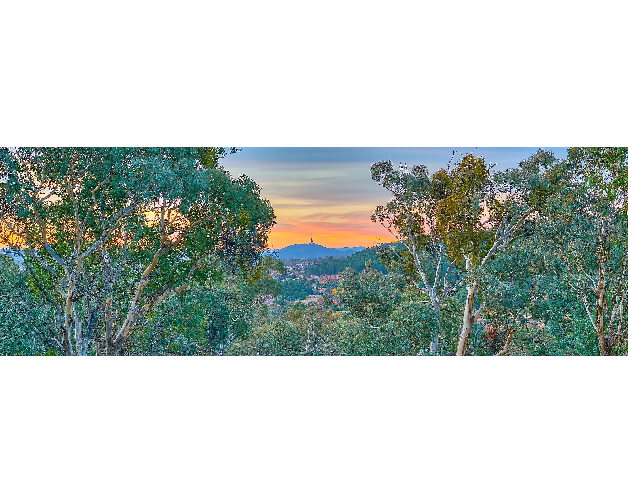 Black Mountain, Telstra Tower, gum trees and Canberra suburbs viewed from Farrer Ridge. 
