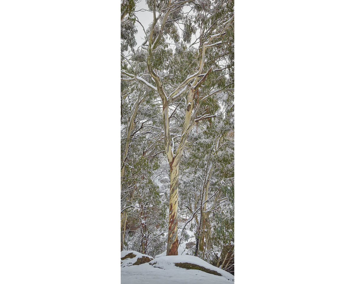 Snow covered gum tree, Mount Buffalo National Park.