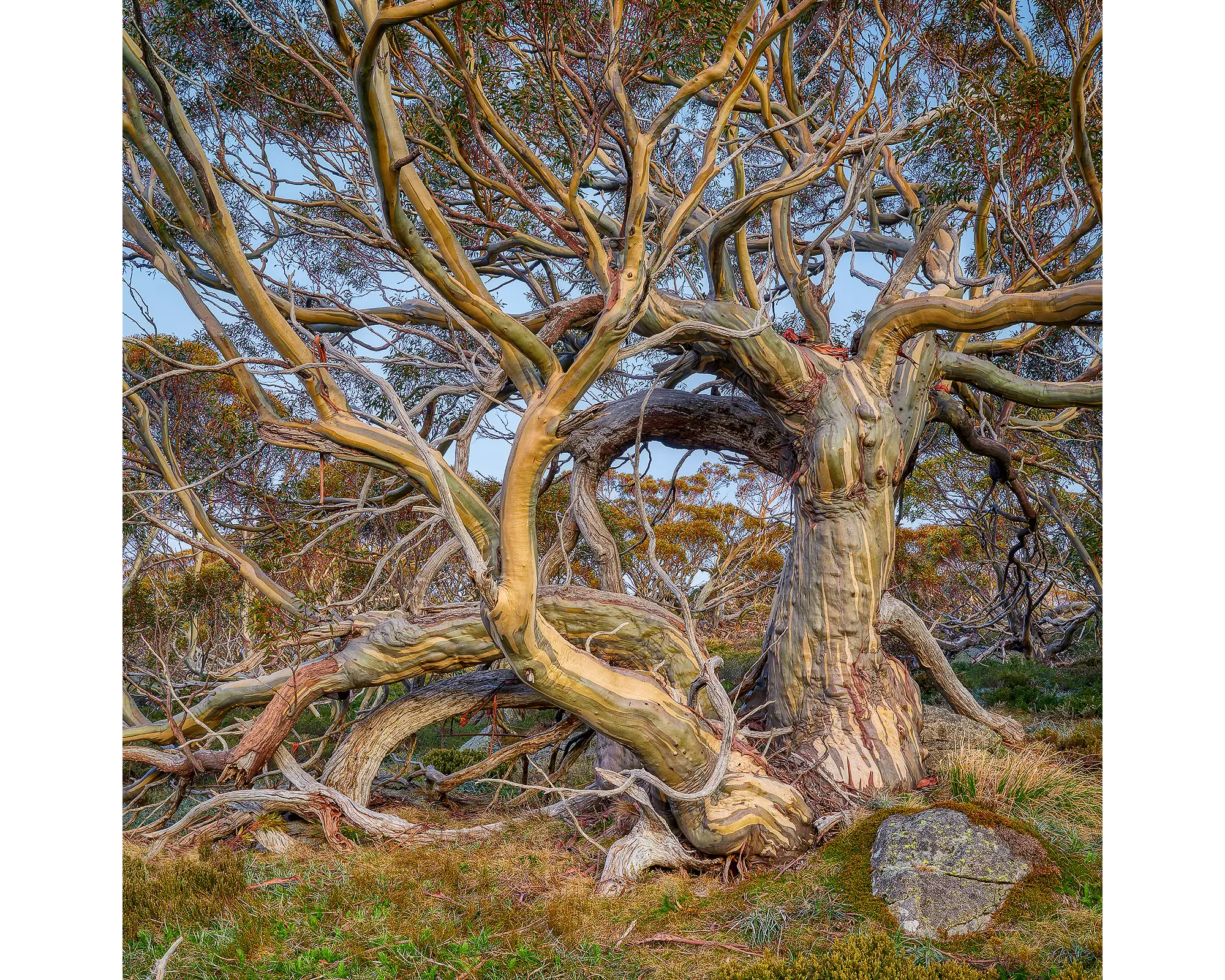 An old twisted snow gum in Kosciuszko National Park, NSW. 