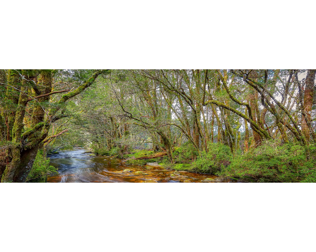 Pencil Pine Creek flowing through lush green forest, Lake St Clair National Park, Tasmania.