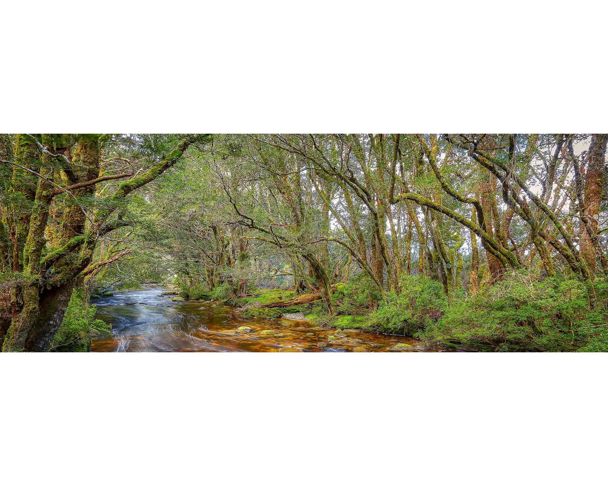 Pencil Pine Creek flowing through lush green forest, Lake St Clair National Park, Tasmania.