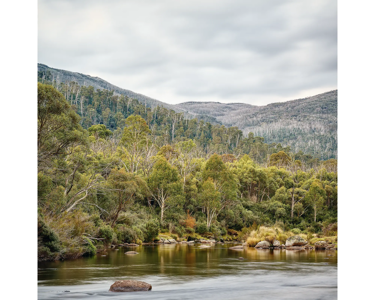 Sub-alpine forest surrounding the Thredbo River, Kosciuszko National Park, NSW. 