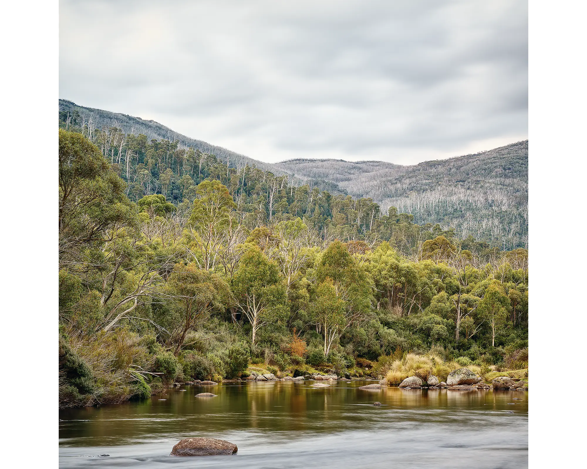 Sub-alpine forest surrounding the Thredbo River, Kosciuszko National Park, NSW. 