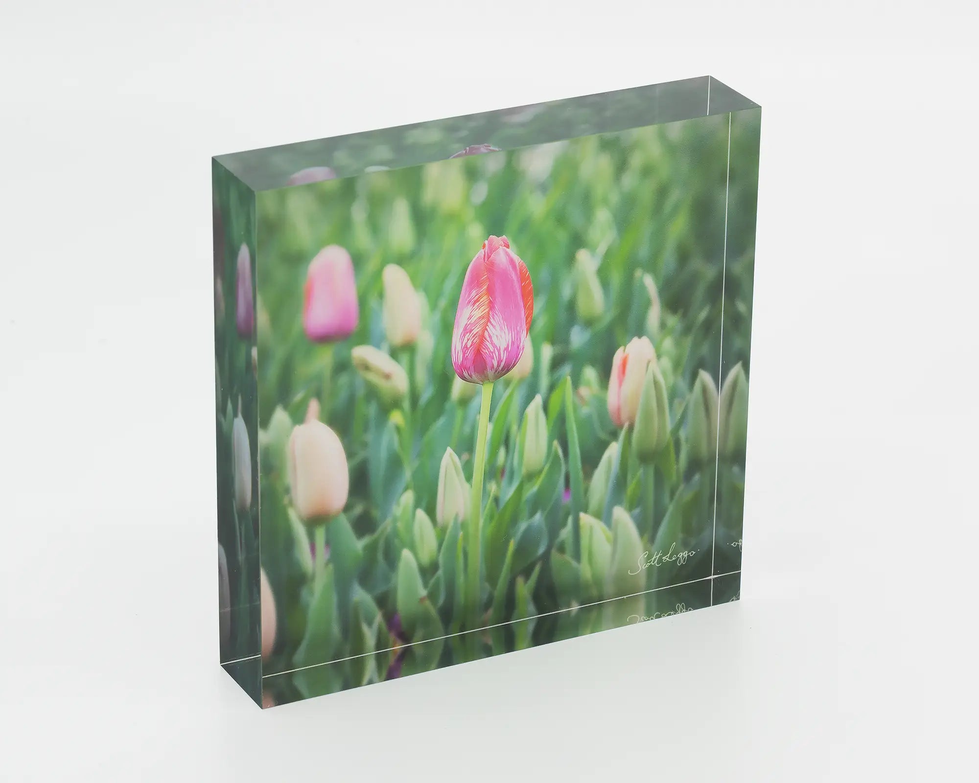 Floriade acrylic block - spring tulip artwork. 