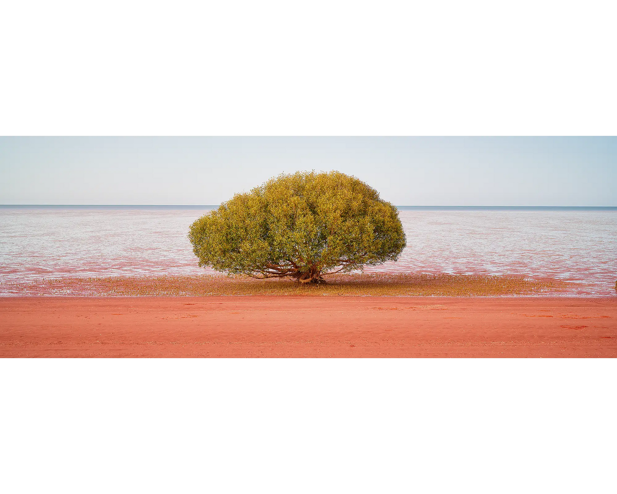 A mangrove tree at a beach in Broome, the Kimberley, WA. 
