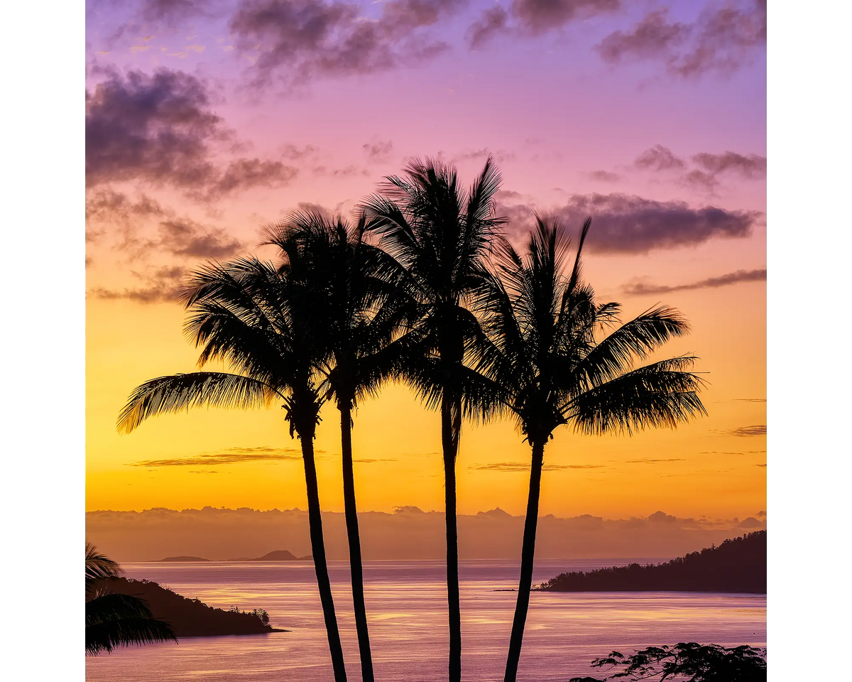 Palm trees at sunset, Hamilton Island, Queensland. 