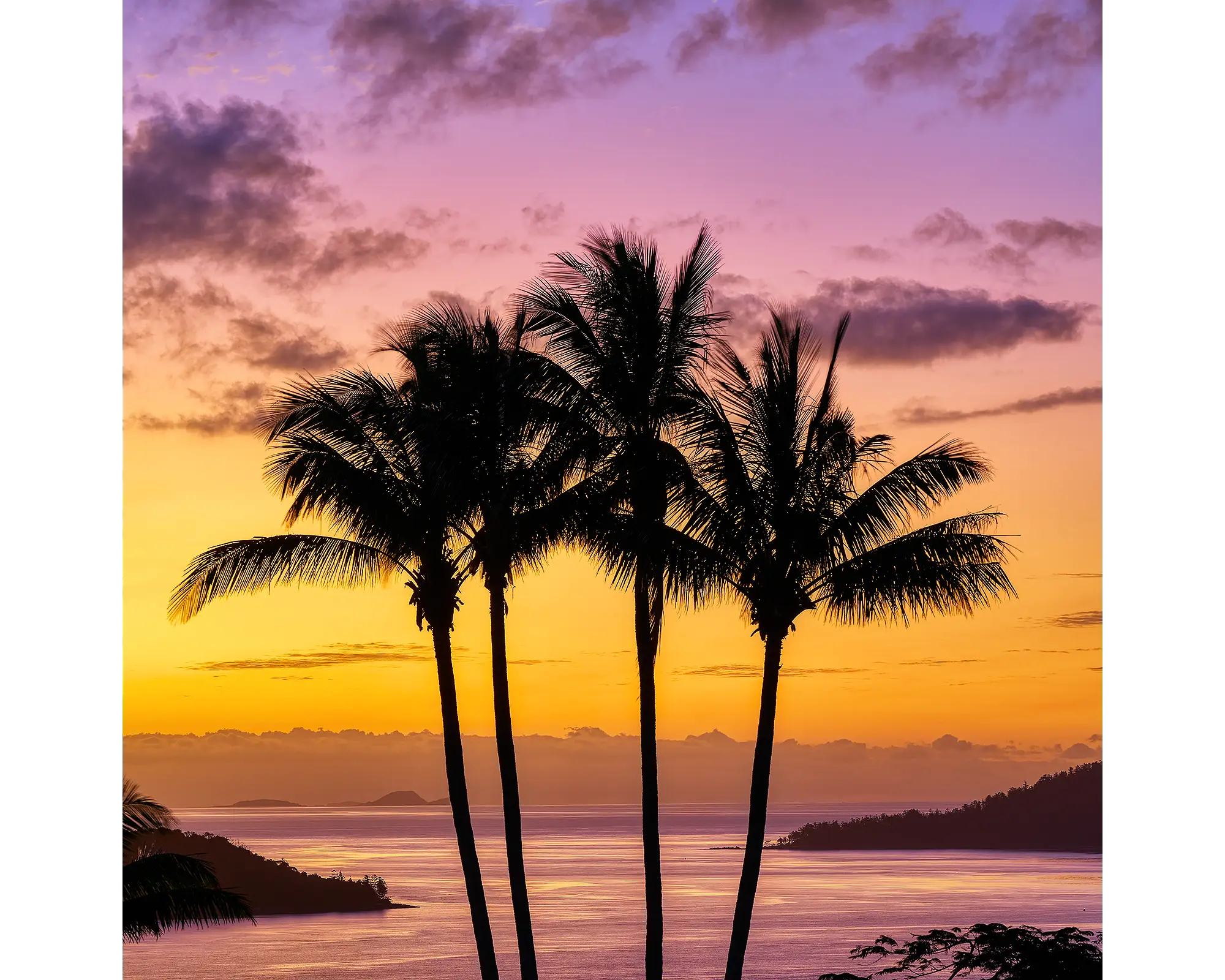 Palm trees at sunset, Hamilton Island, Queensland, Australia.