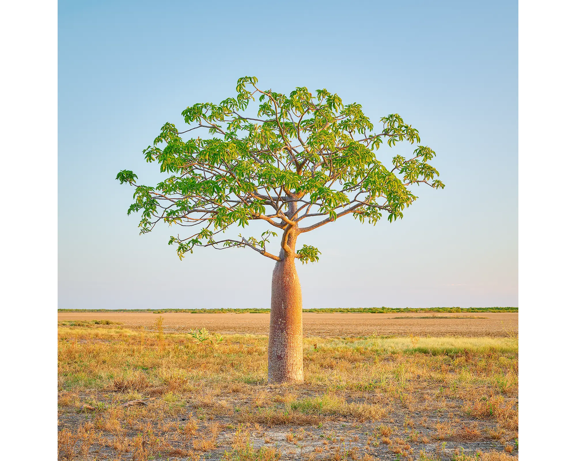 A young Boab tree, Derby, The Kimberley. 
