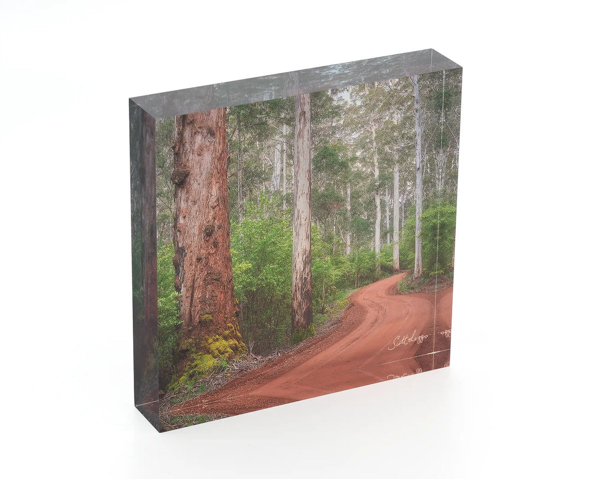 Karri Explorer acrylic block - Karri forest in south west Western Australia. 