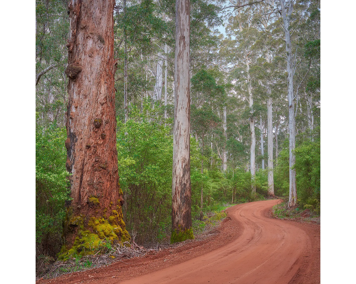 Road through a Karri tree forest, Warren National Park, WA. 