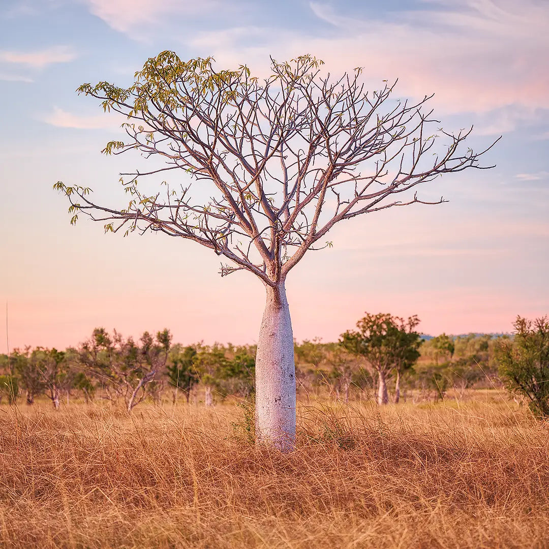 Little One - Boab tree in the east Kimberley, Western Australia