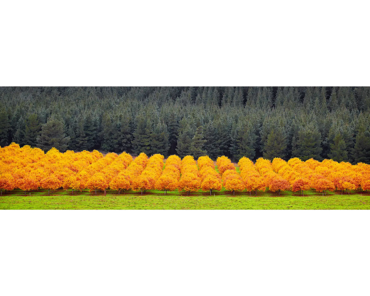 Orange rows of autumn trees against pine forest, Alpine Shire, Vicotria, Australia.