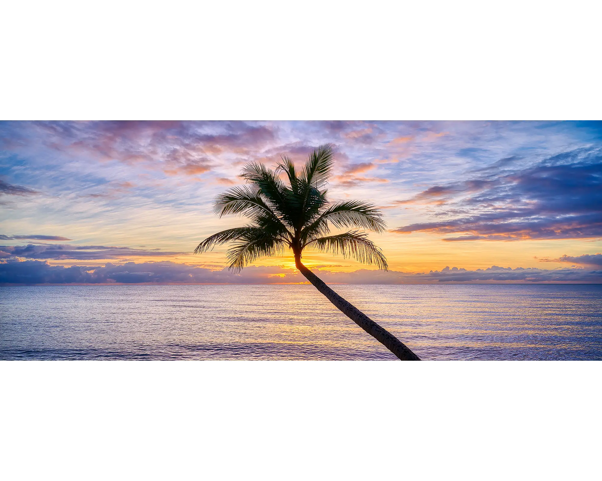 Tropical Icon - Palm tree at sunrise, Clifton Beach, Cairns, Queensland, Australia.
