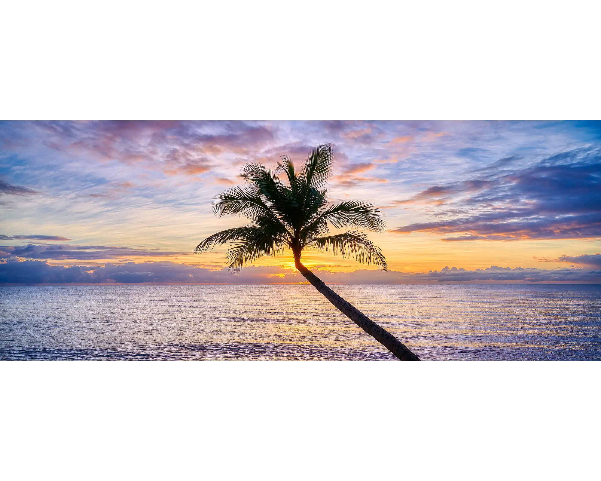 Tropical Icon - Palm tree at sunrise, Clifton Beach, Cairns, Queensland, Australia.