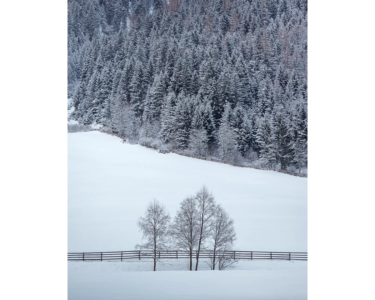 Winter Discovery. Trees covered in snow beside a farm, Neustift Tyrol, Austria.