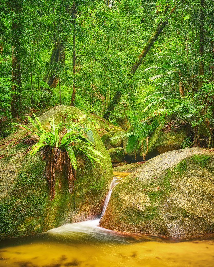 Rainforest Magic - Wurrmbu Creek, Daintree Rainforest National Park, Queensland
