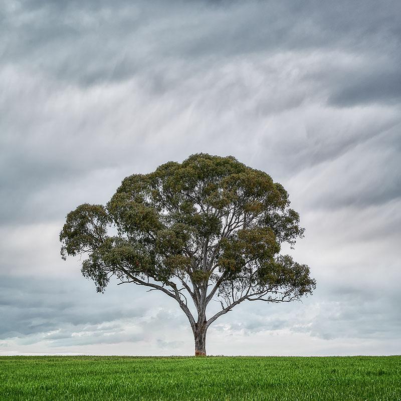 Solo - Gum Tree, Wombat, New South Wales, Australia