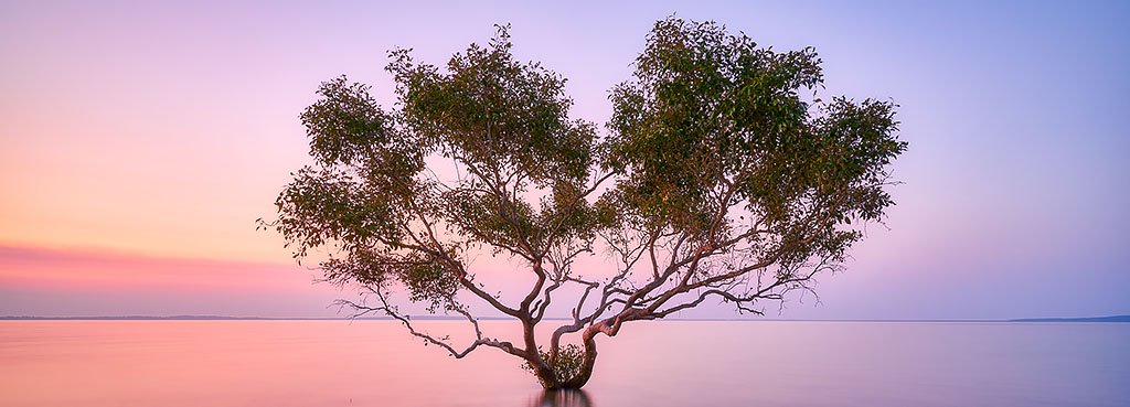 Tidal Tranquility - Grey Mangrove on Fraser Island Queensland