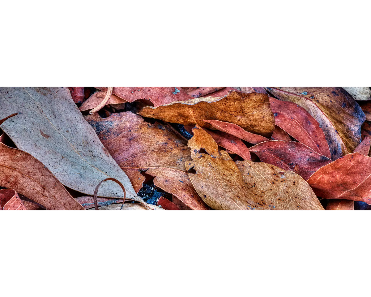 After The Fires - Gum leaves abstract