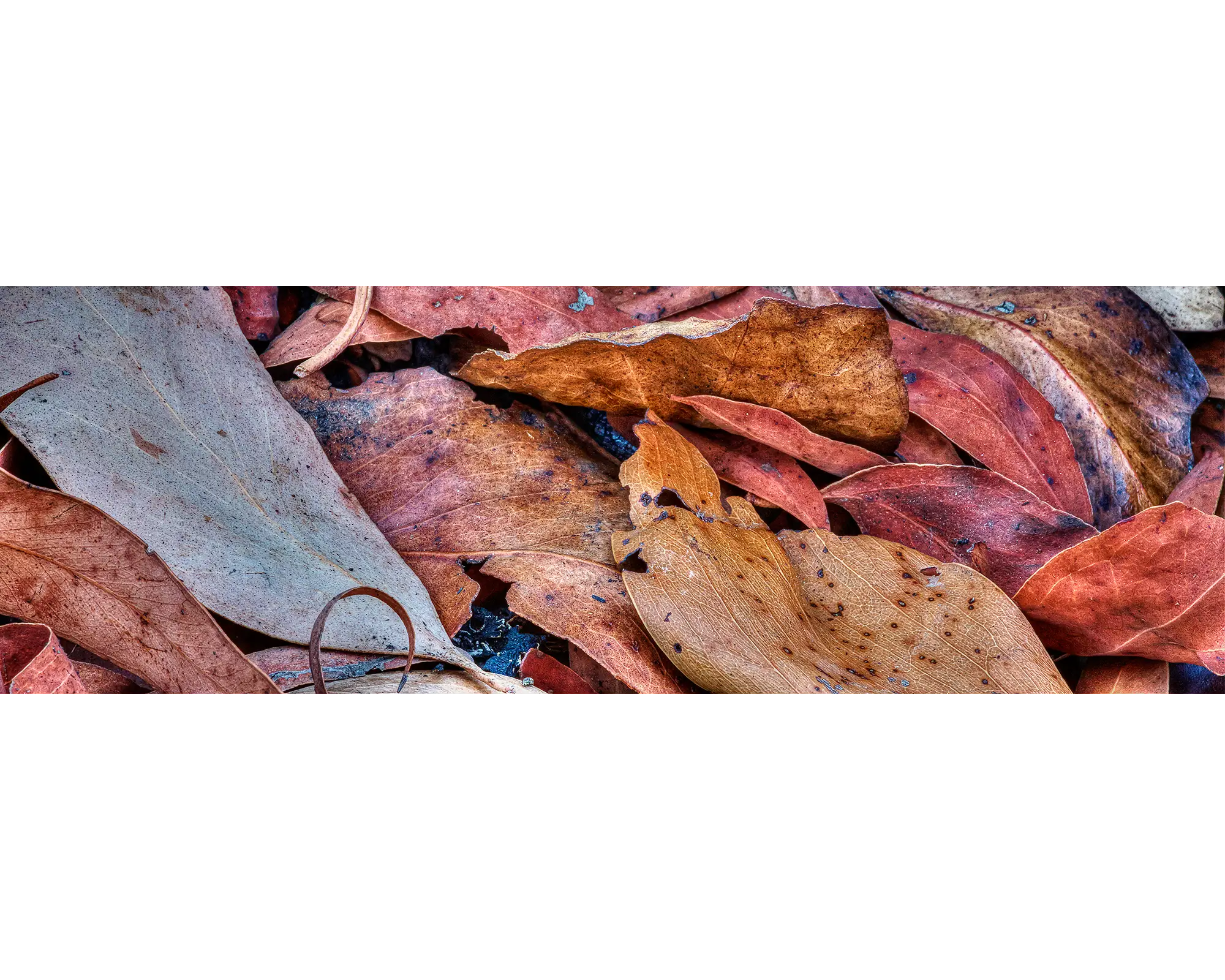 After The Fires - Gum leaves abstract