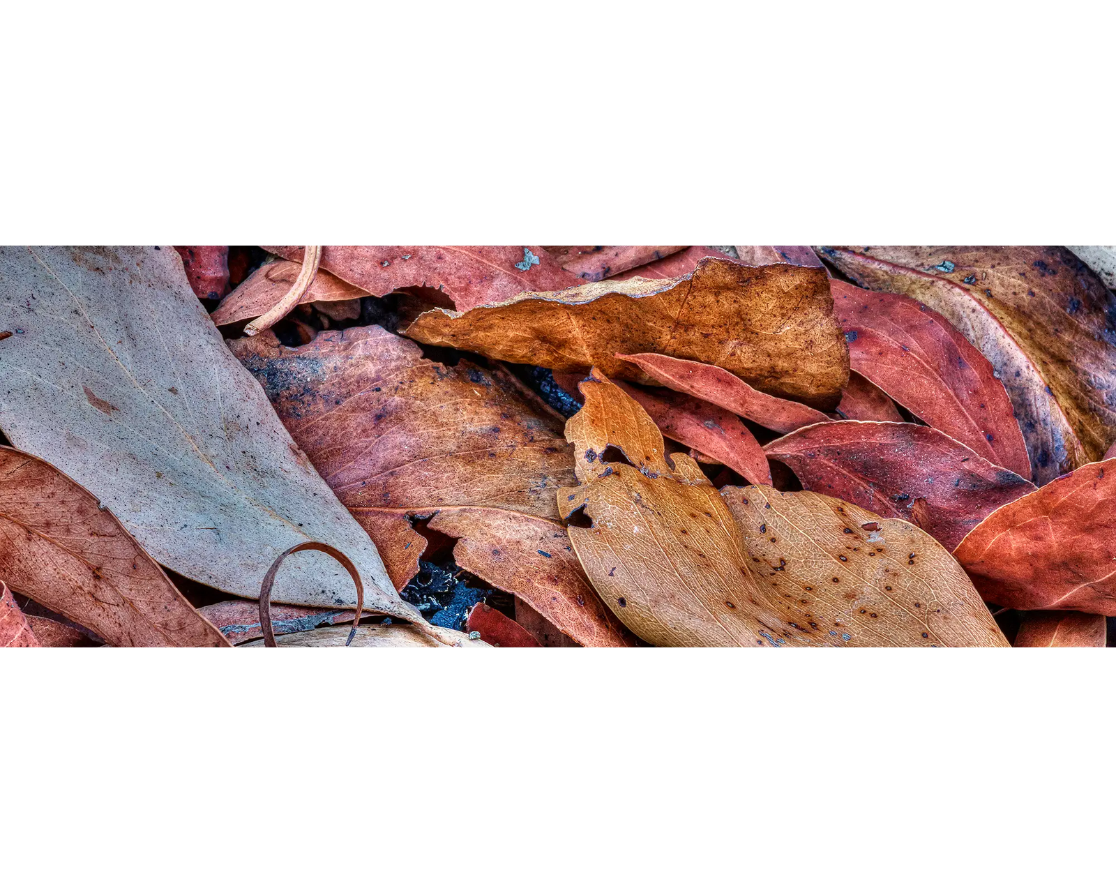 Burnt leaves after a bushfire.