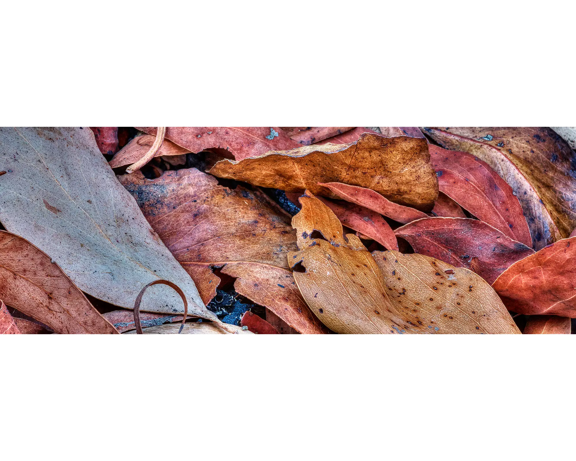 Burnt leaves after a bushfire.