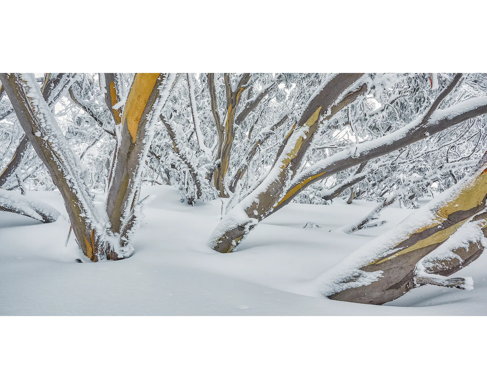After The Storm. Snow gums on Mount Hotham with dusting of snow and ice.