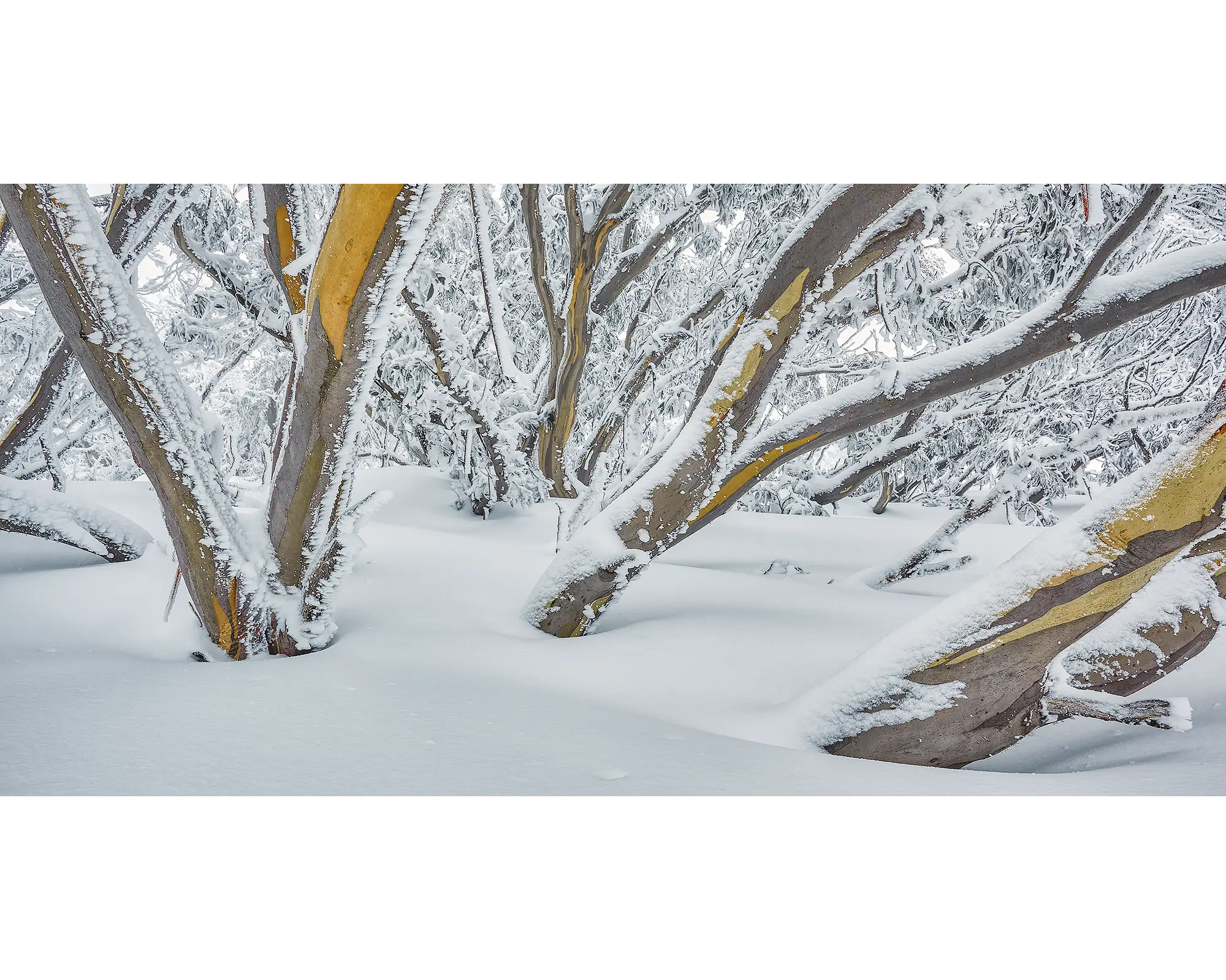 After The Storm. Snow gums on Mount Hotham with dusting of snow and ice.