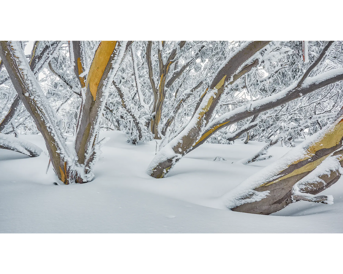 After The Storm. Snow Gums with dusting of snow and ice, Mount Hotham.