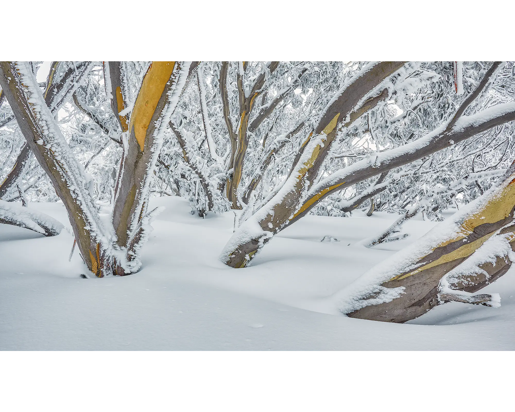 After The Storm. Snow Gums with dusting of snow and ice, Mount Hotham.