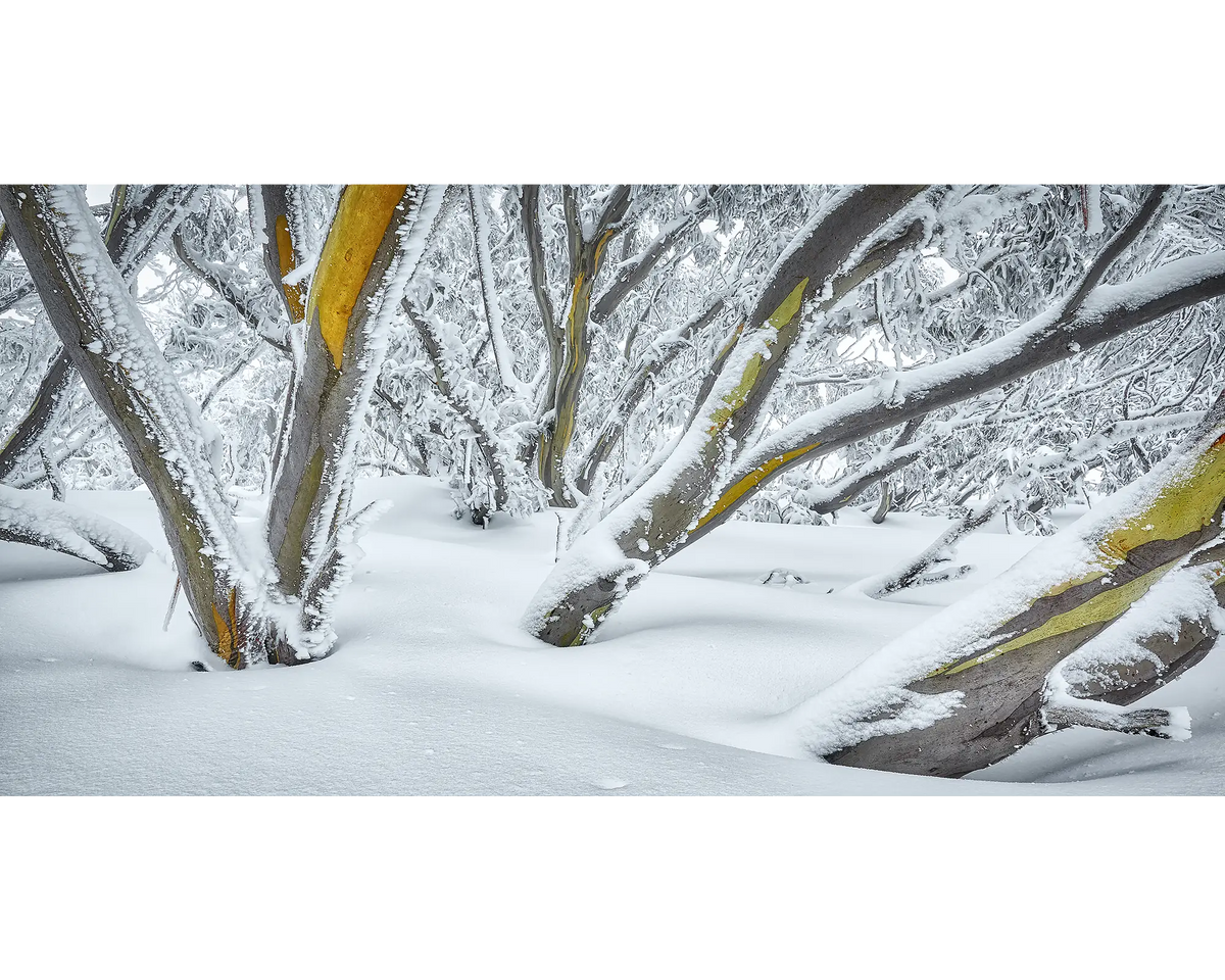 Snow gums with a dusting of snow at Mount Hotham, Victoria.