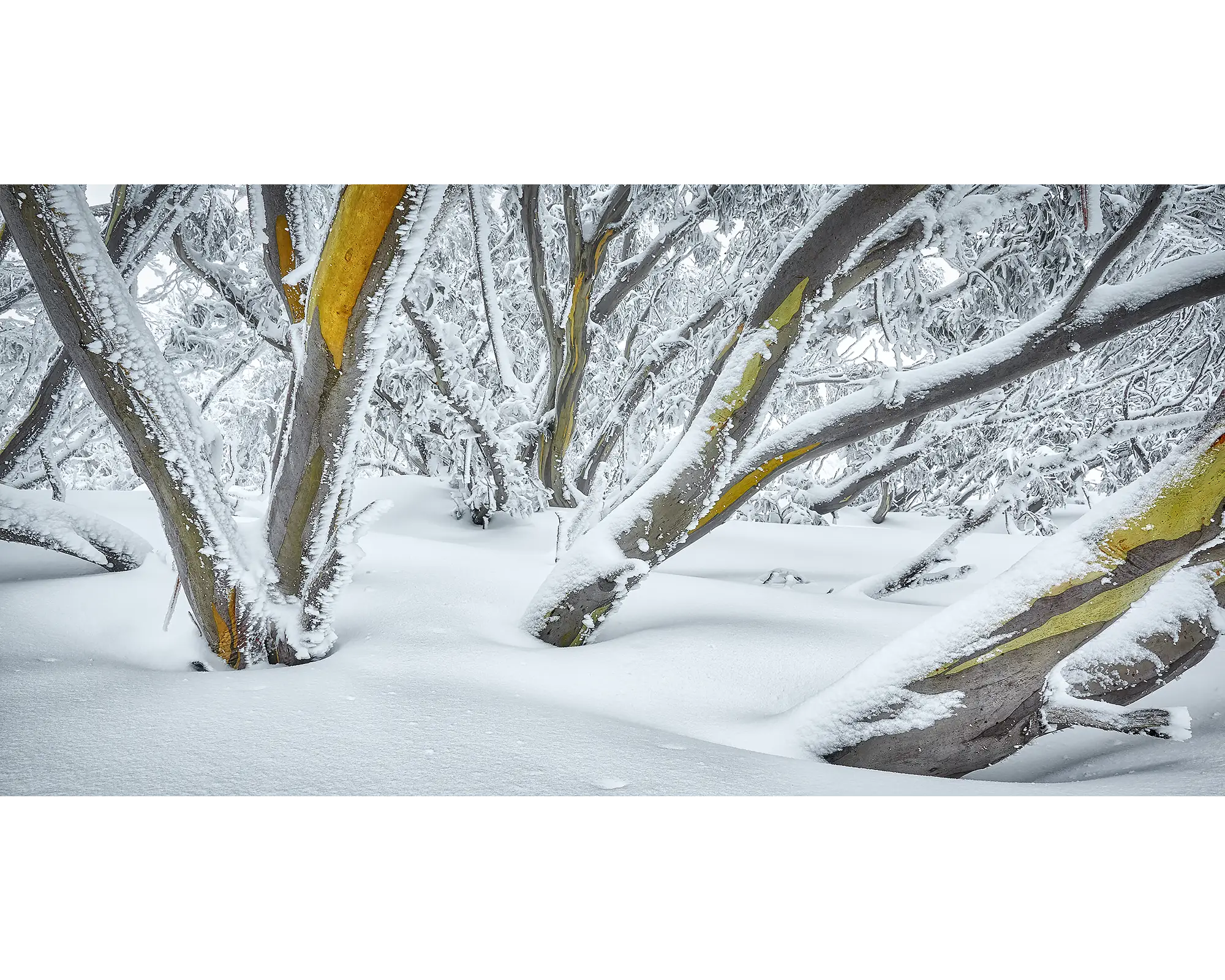 Snow gums with a dusting of snow at Mount Hotham, Victoria.