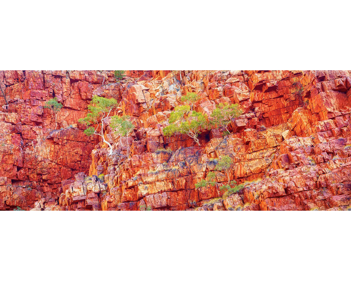 Red rock cliffs of Ormiston Gorge with Ghost Gums growing out of the rocks.