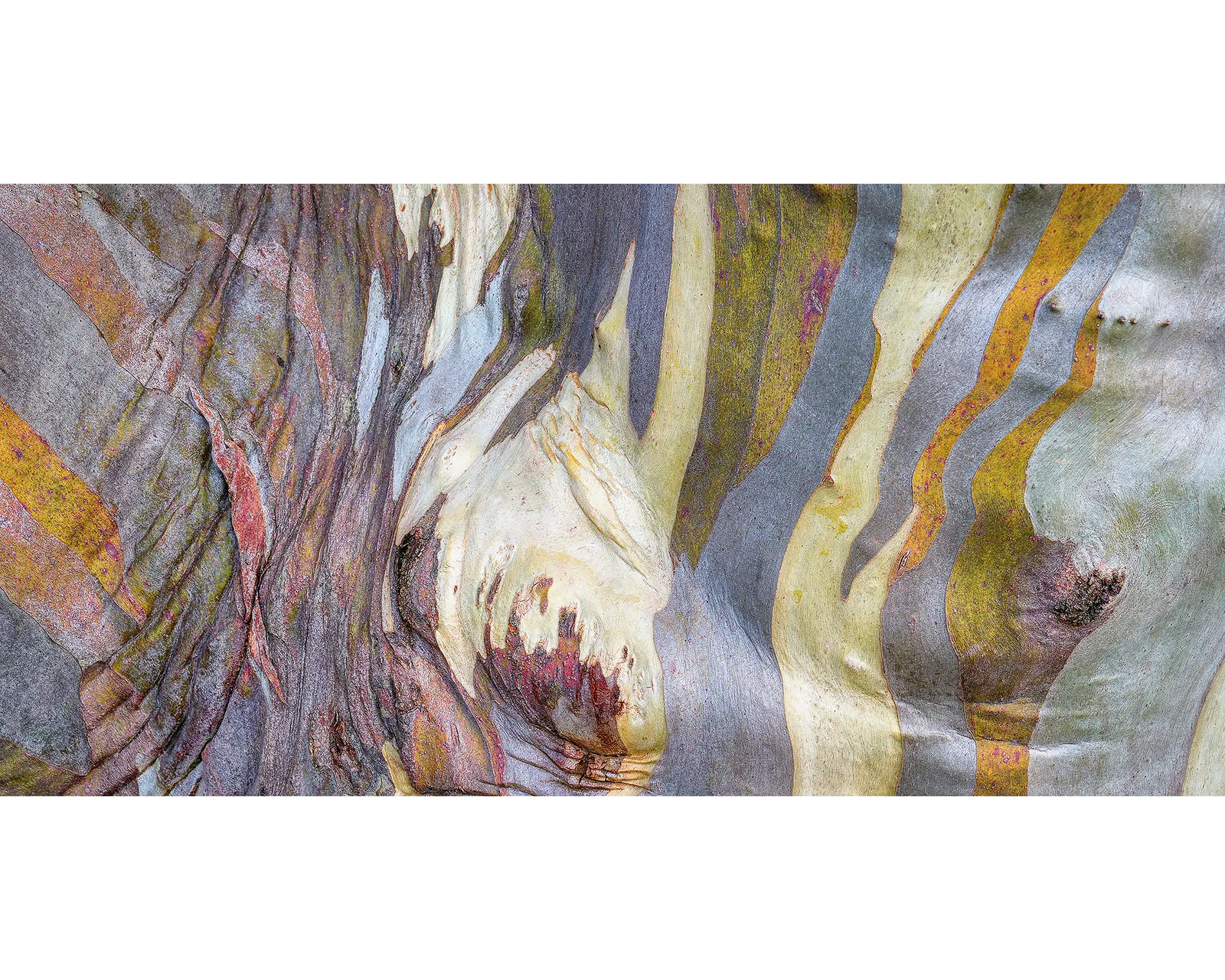 Abstract bark patterns in earthy tones of a snow gum on Mount Buller.