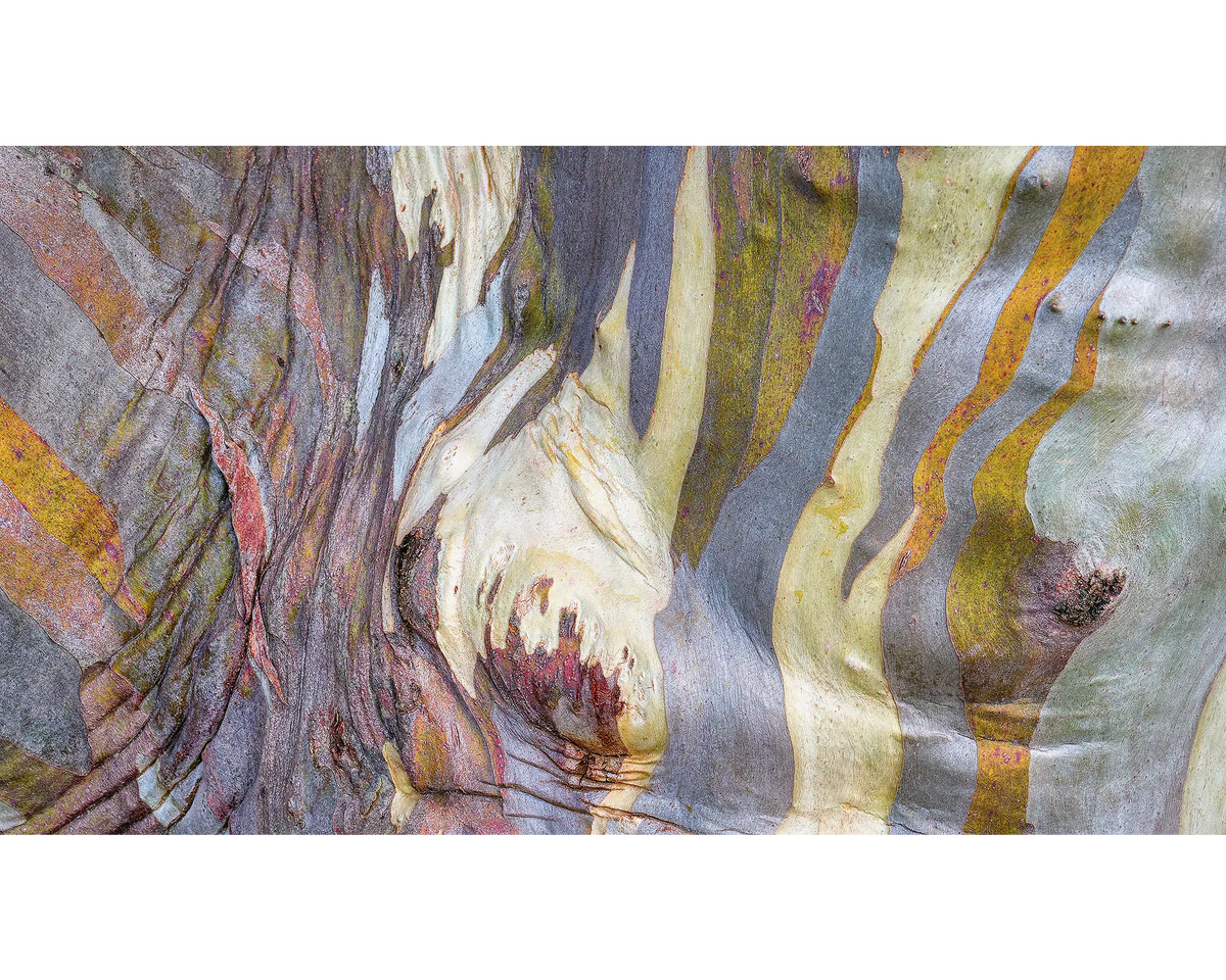 Alive. Colourful bark of a Snow Gum on Mount Buller.