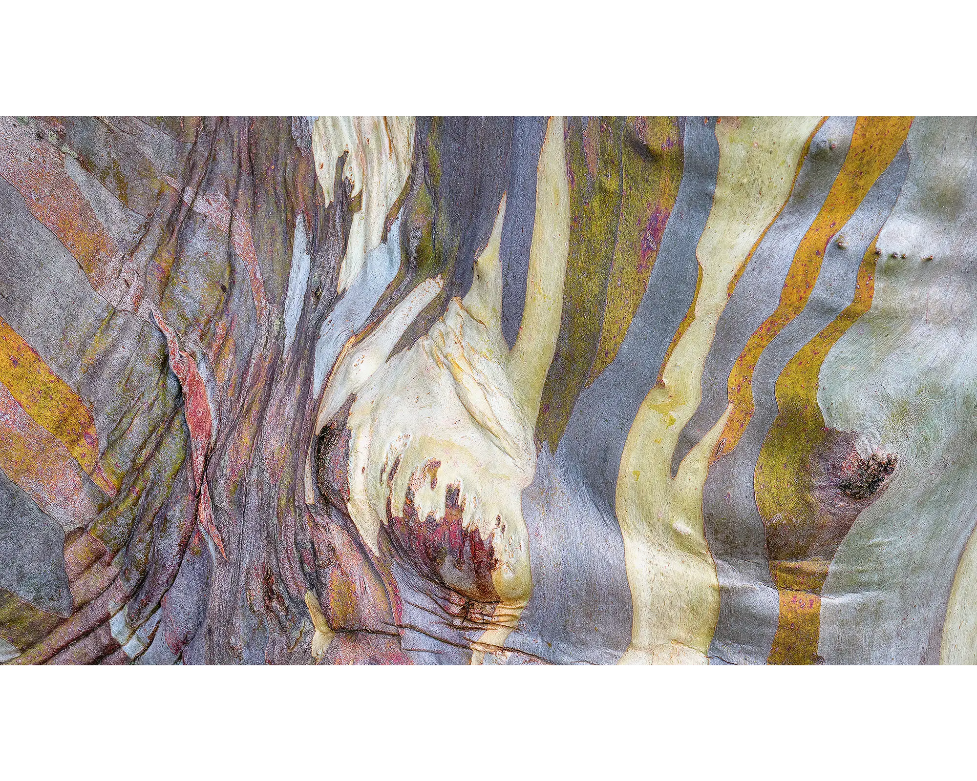 Alive. Colourful bark of a Snow Gum on Mount Buller.