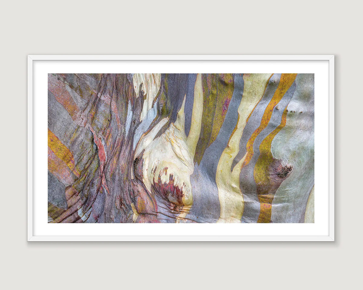 Framed abstract photograph of the bark of a snow gum on Mount Buller. 