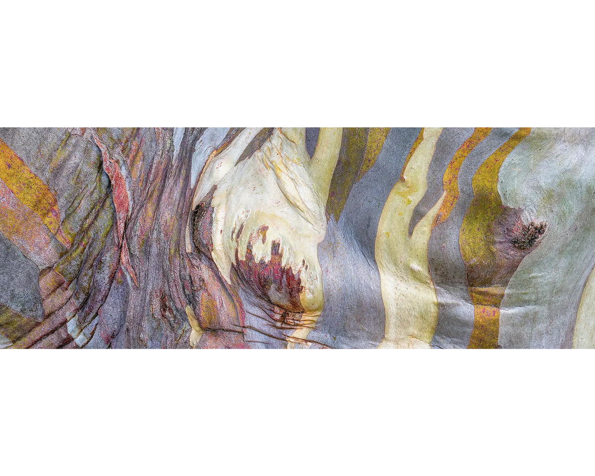 Alive. Snow Gum bark, reference image for 1000 piece jigsaw puzzle.