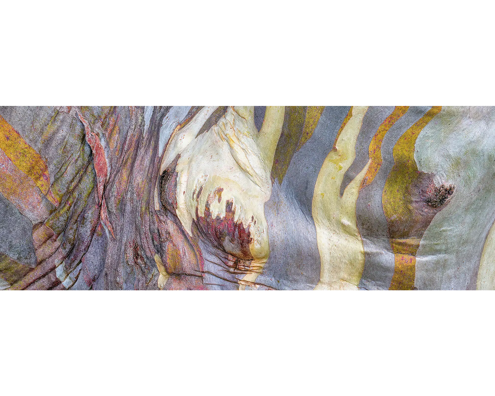 Alive. 1000 piece jigsaw puzzle box.