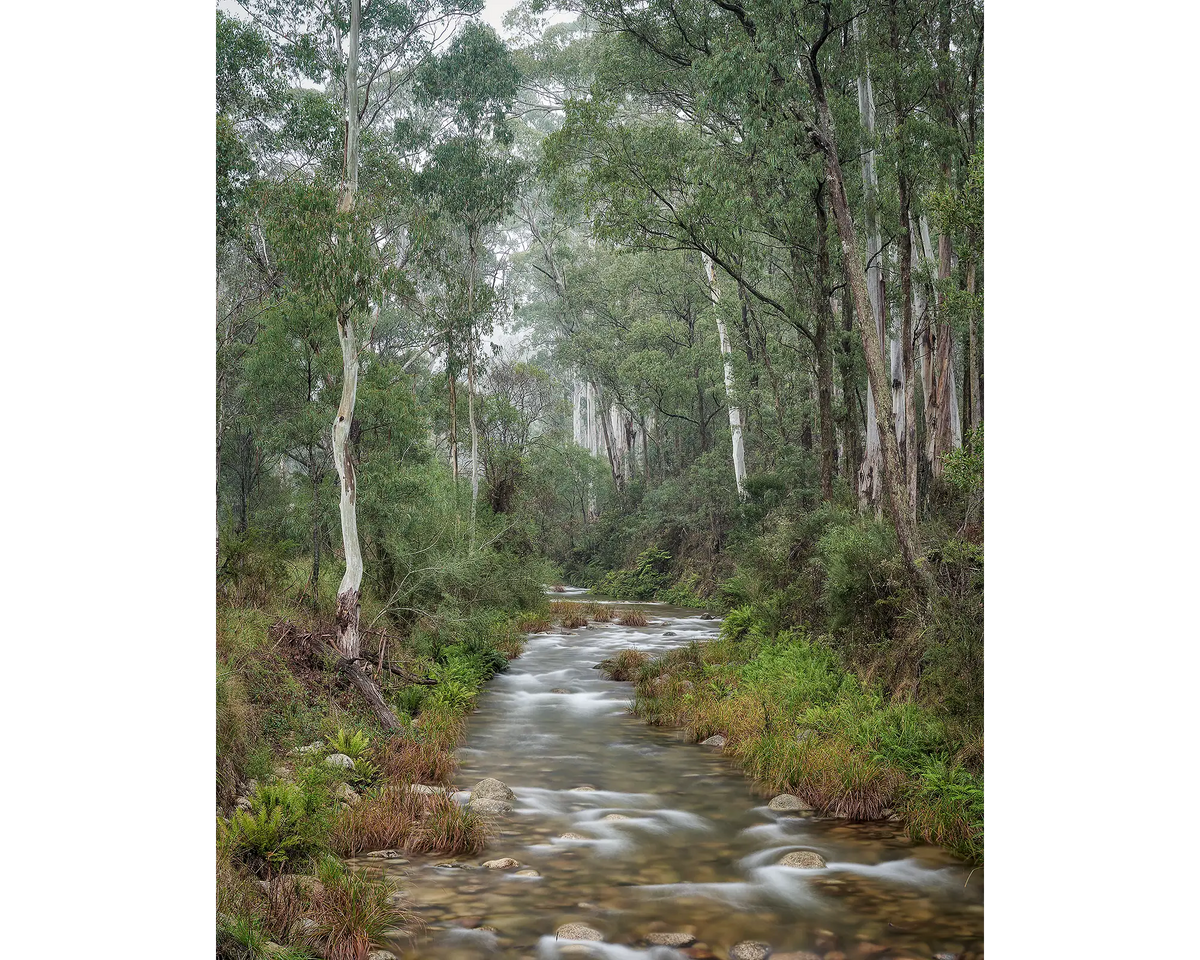 Allure - Eurobin Creek surrounded by tall gum trees, Mount Buffalo, Victoria.