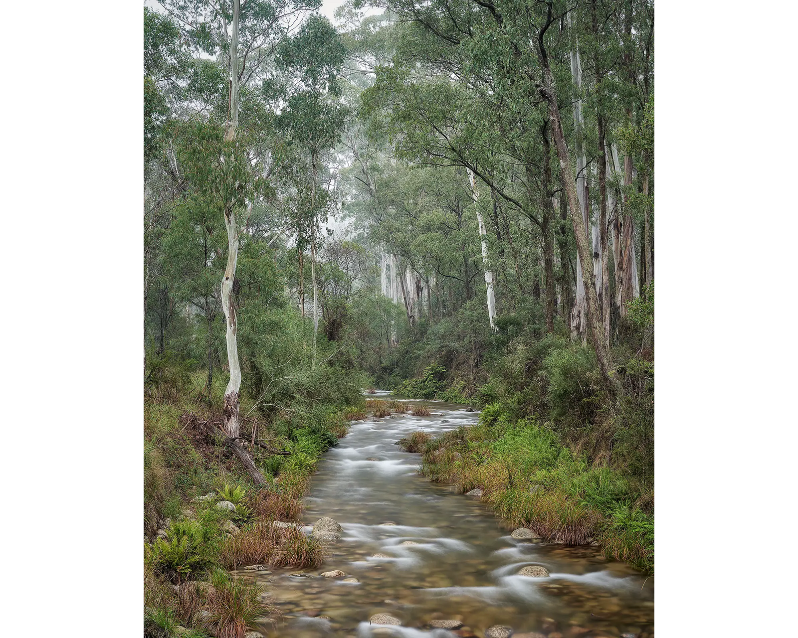 Allure. Eurobin Creek, Mount Buffalo, Victoria.