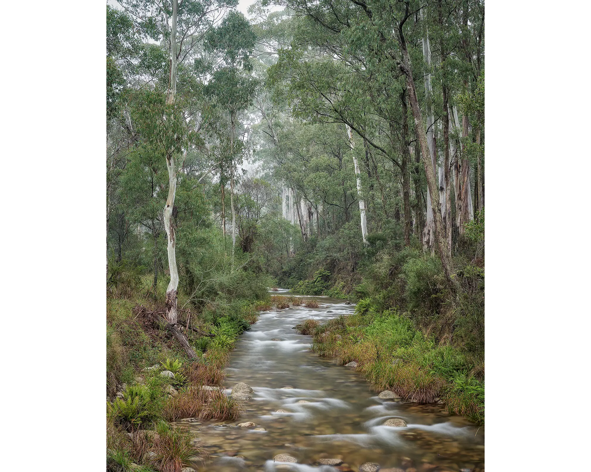 Allure - Eurobin Creek surrounded by tall gum trees, Mount Buffalo, Victoria.