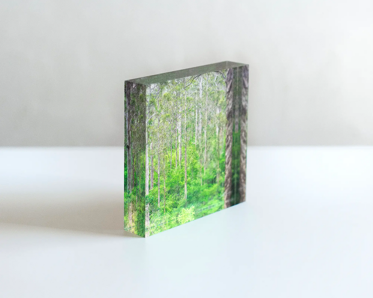 Aloft - Acrylic Block - Karri forest trees artwork sitting on desk showing side.