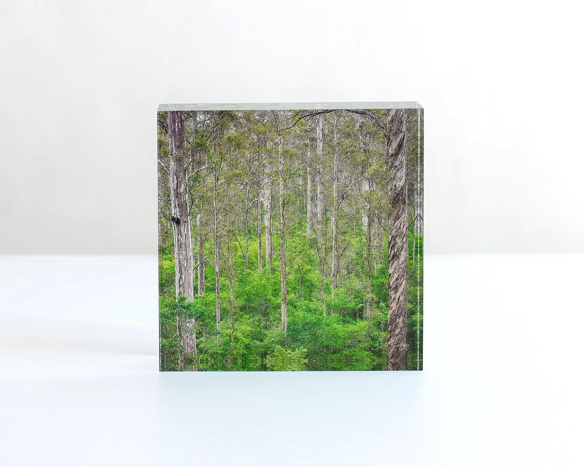Aloft acrylic block - Karri forest trees artwork sitting on desk.