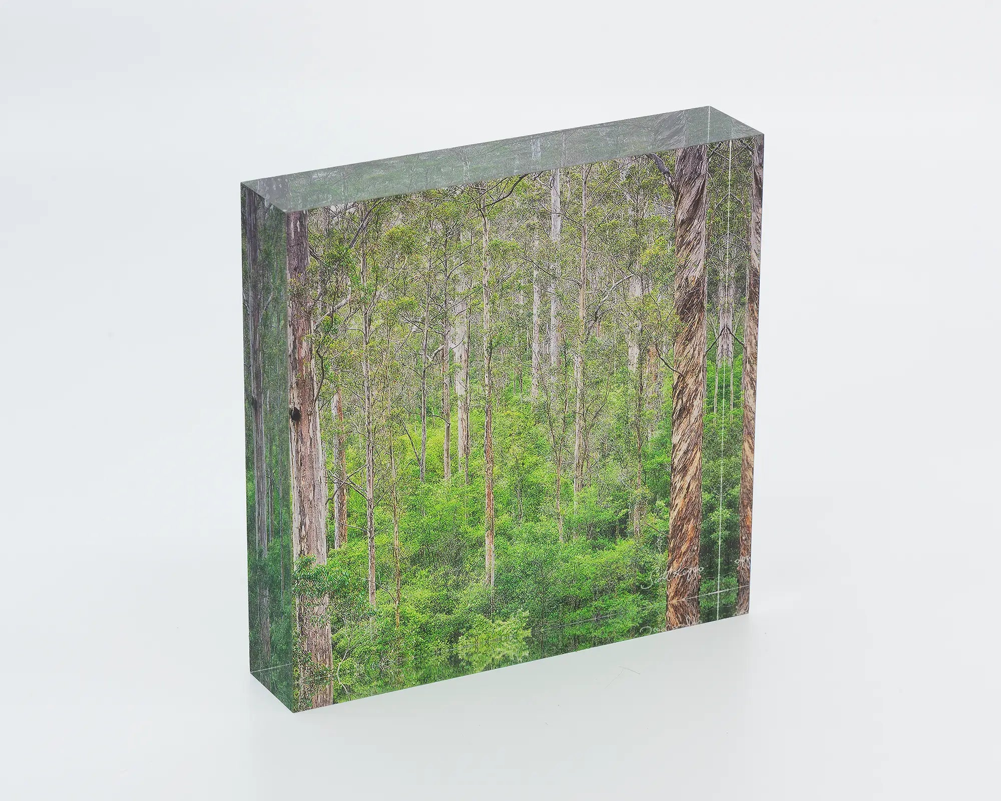 Aloft - Acrylic Block - Karri Forest trees artwork