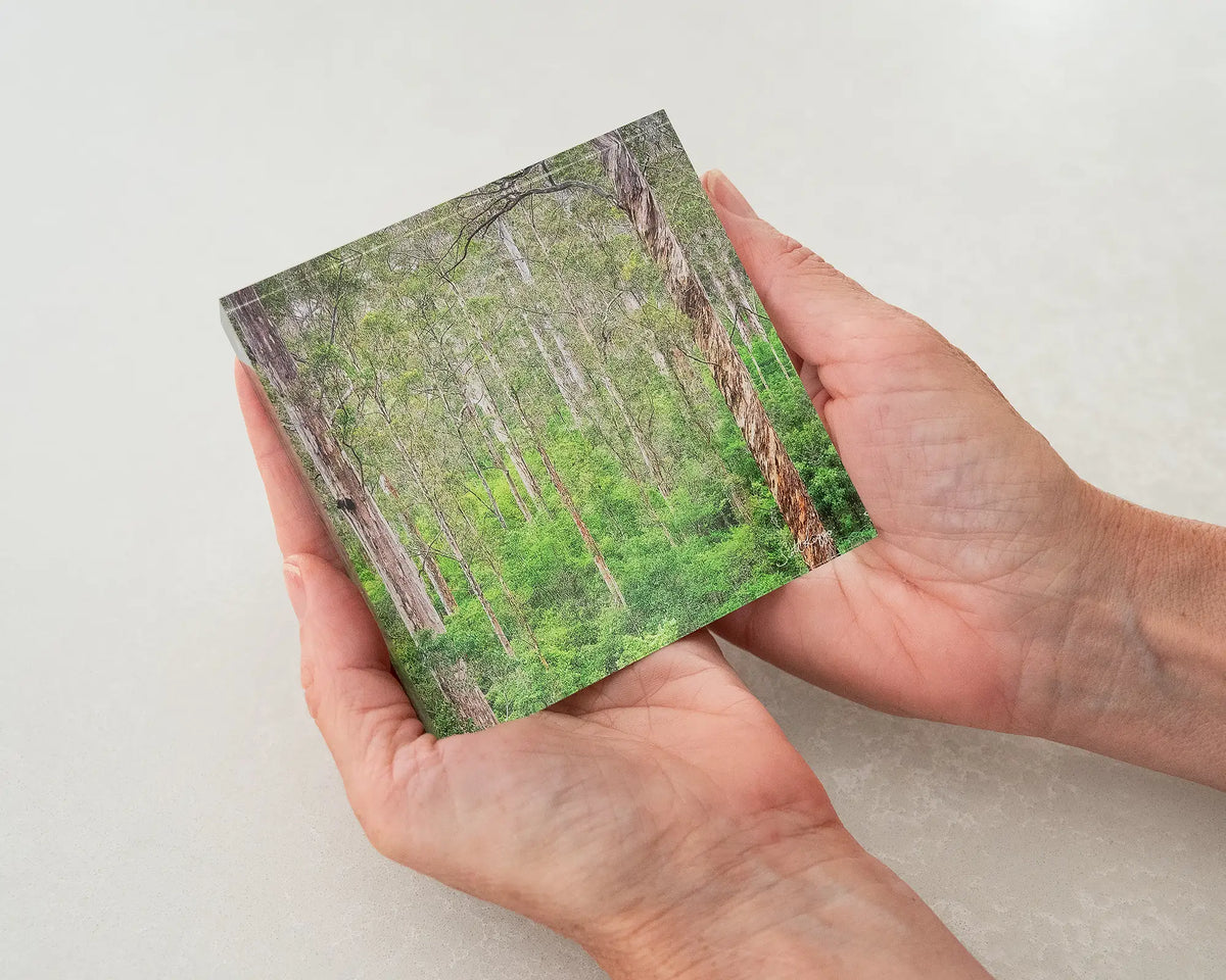 Aloft. Acrylic block Karri Forest trees being held in hands.