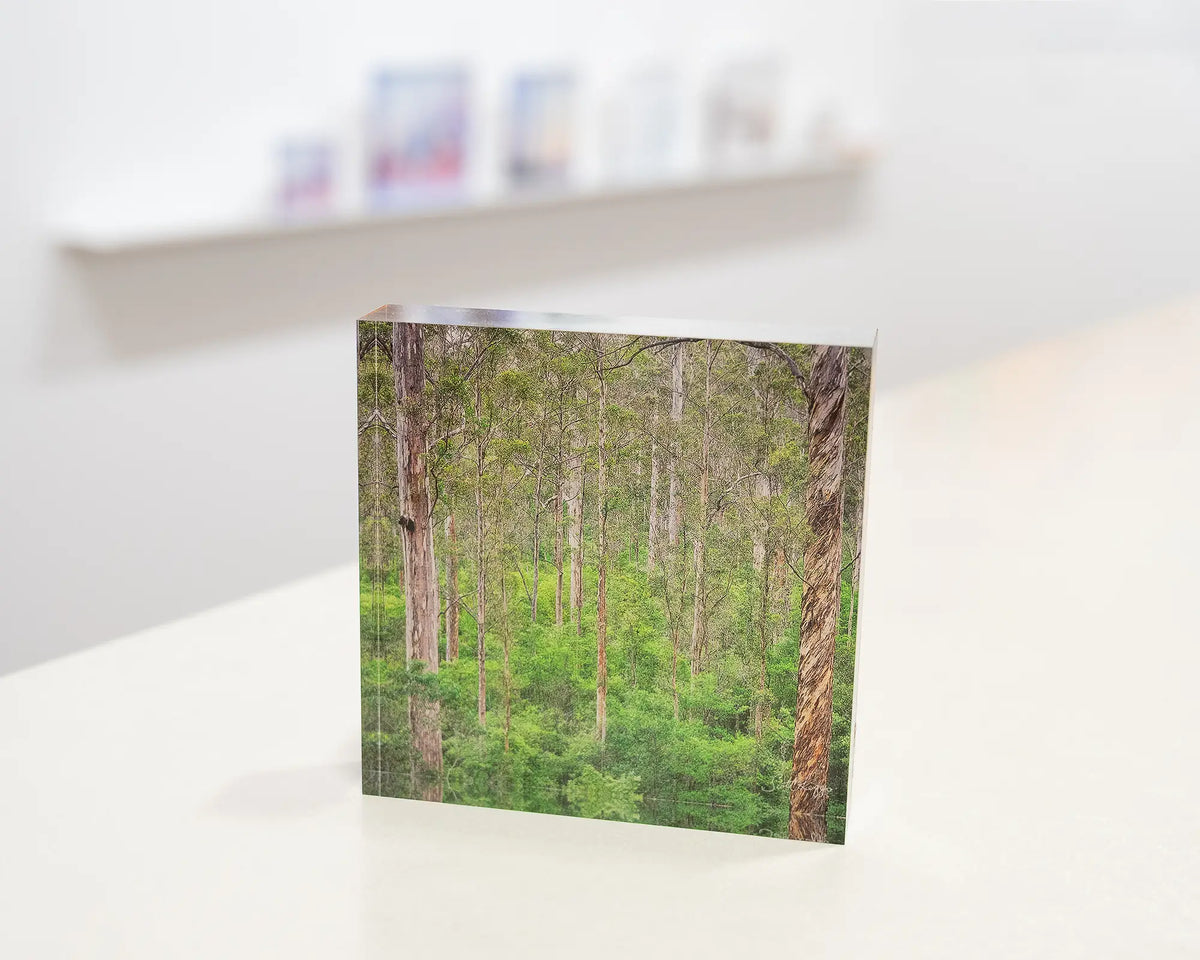 Aloft. Acrylic block of Karri Forest trees, on gallery desk with acrylic blocks on shelves behind.